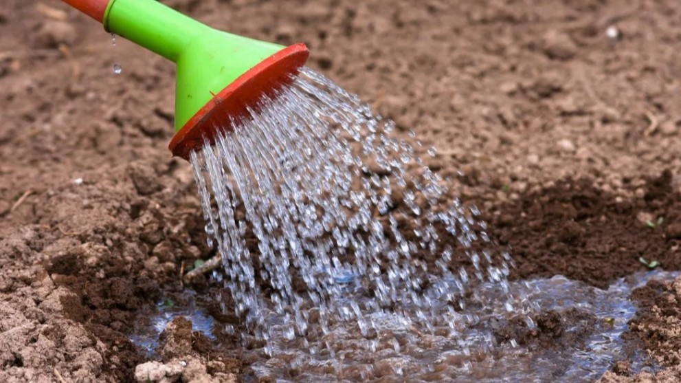 Кипяток в лунки — самый простой способ прогреть грунт перед посадкой