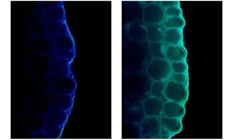    Фото: Osaka Metropolitan University