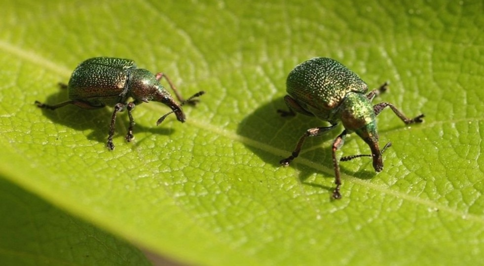 5 способов защиты клубники: долгоносик больше не уничтожает урожай