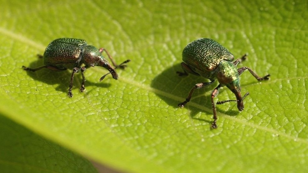 Так выглядит работа долгоносика 