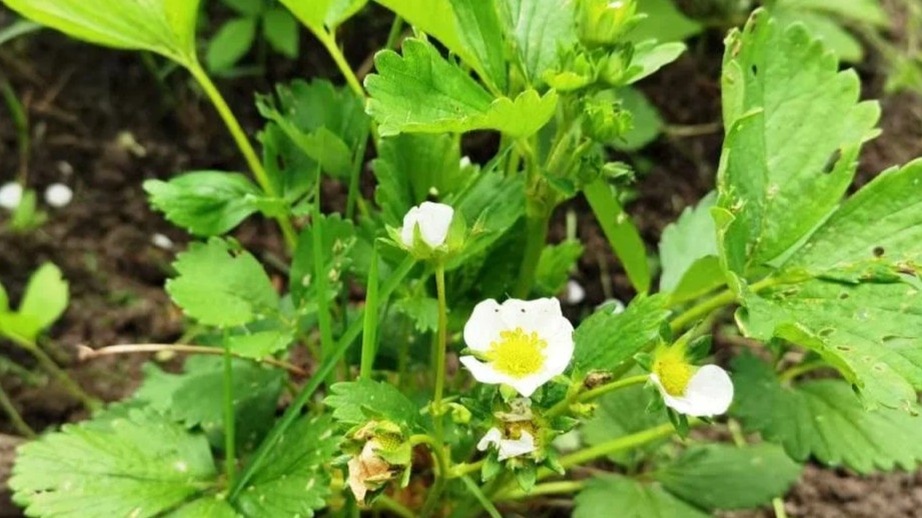 Дырки на листьях — первый сигнал: жук уже здесь, но до бутонов еще не добрался