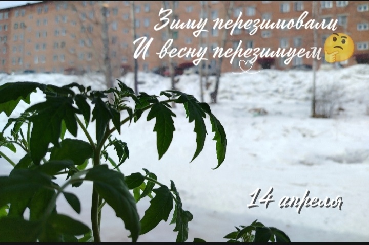 Рассада растёт, мы худеем👌