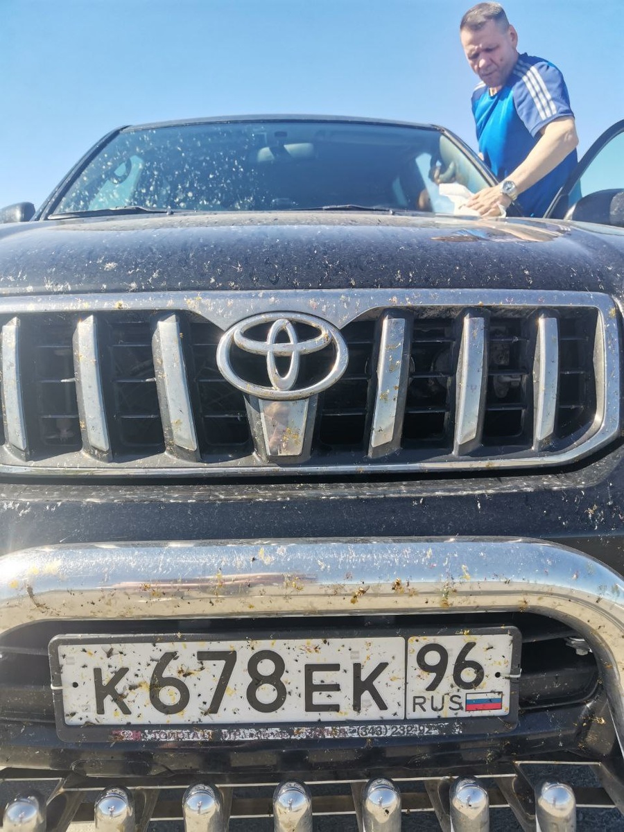 Вся машина в диких пчелах - фото автора