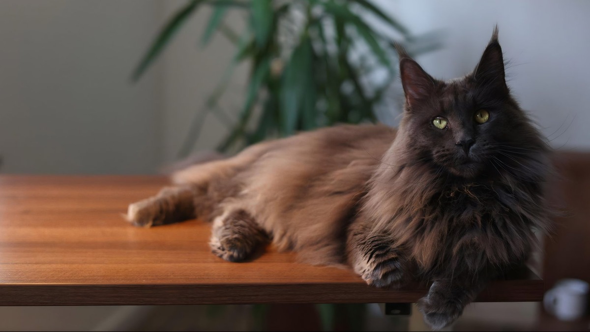    Американские породы кошек сочетают в себе уникальную историю и узнаваемую внешность