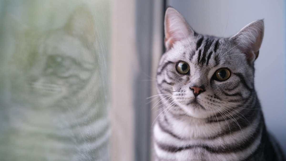    Эта порода считается живым наследием первых переселенцев