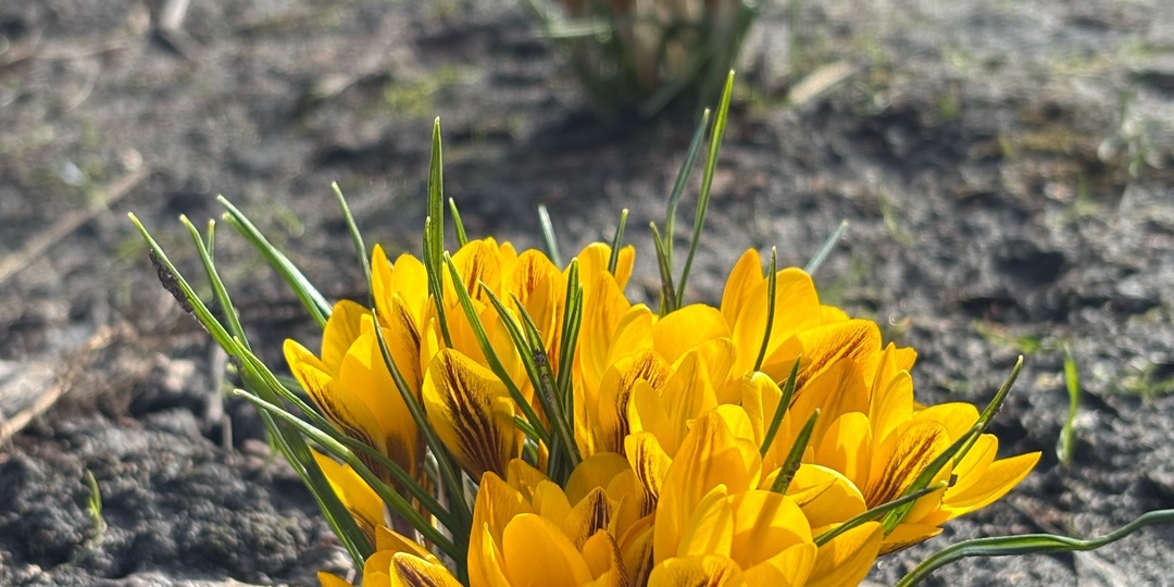 В деревню — на прогулку!