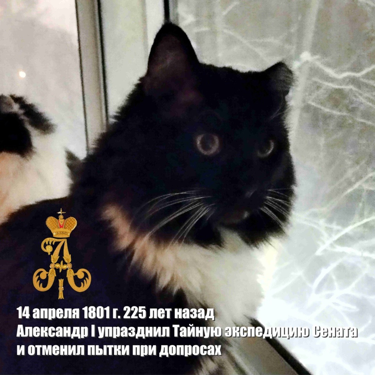 🐾 Комментарий Котейки Которого Не Пустили В Евросоюз, потому что он черный: