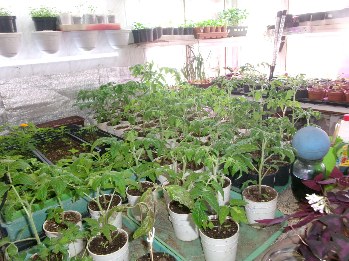 фото автора  уголок рассадника