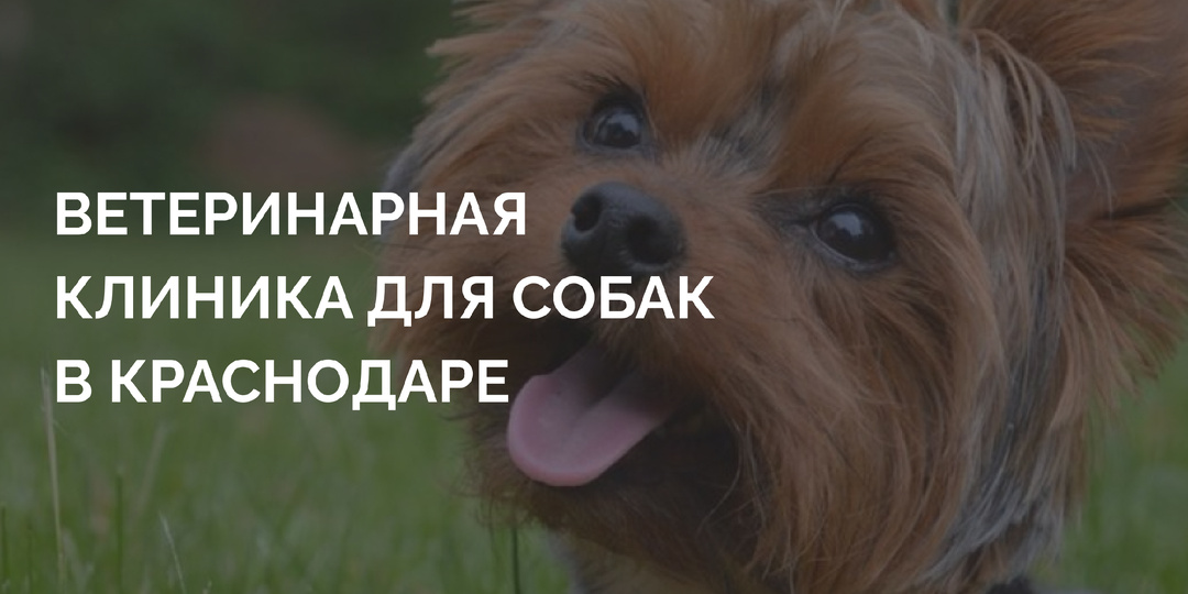 Ваша собака в надежных руках: почему ветеринарная клиника «Ирбис» — лучший выбор для собаководов Краснодара