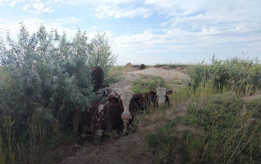 Новосибирские фермеры, лишившиеся скота, продолжают платить налоги