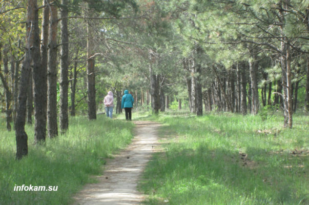    Лесной массив Нижневолжской станции по селекции древесных пород