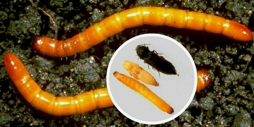 Проволочник жрёт всю картошку и морковь! Как я избавилась от него без химии