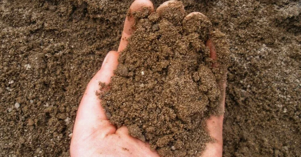 Простые способы улучшить песчаную почву. То, что помогло мне превратить «пустыню» в нормальный огород