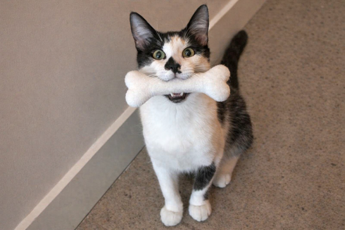 Почему кошка ведёт себя как собака 