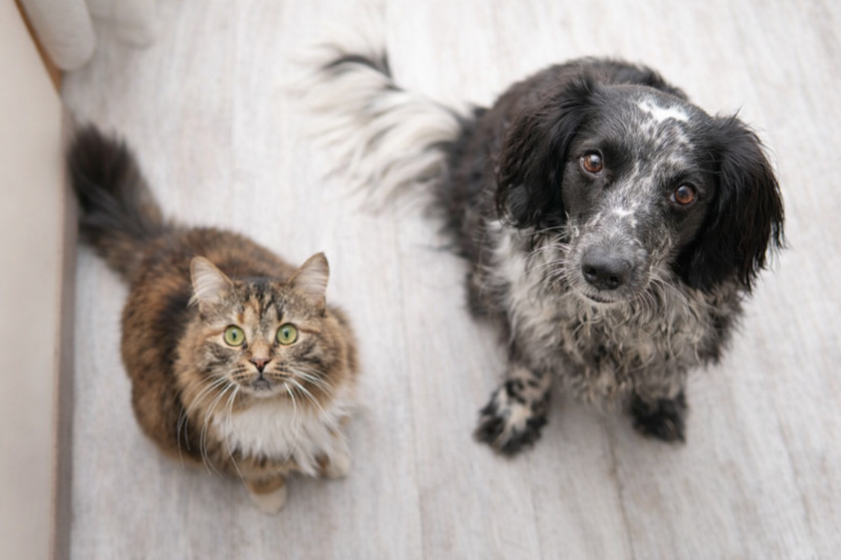Кот с собакой 