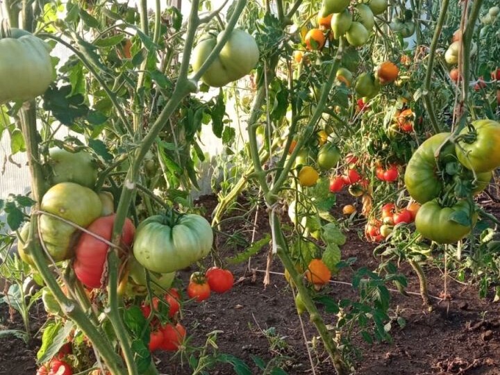 Хотите урожай перцев и баклажанов? Дождитесь одного сигнала от почвы