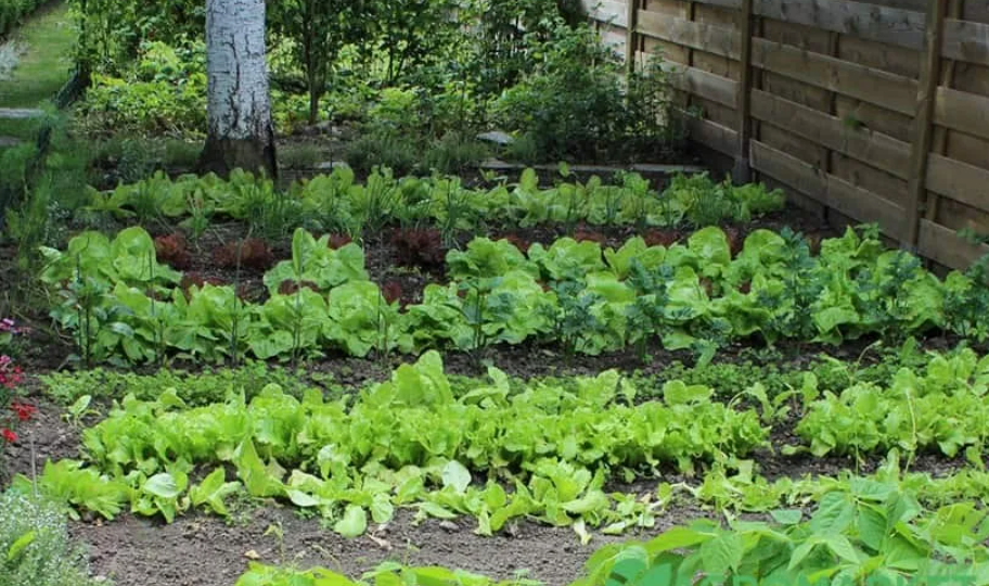 Что посадить в тенистом месте на даче. 12 проверенных растений, которые хорошо растут даже без яркого солнца