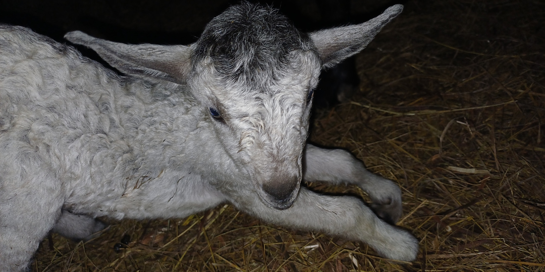 У козлёнка незрелость суставов: не спешите бинтовать и колоть лекарства