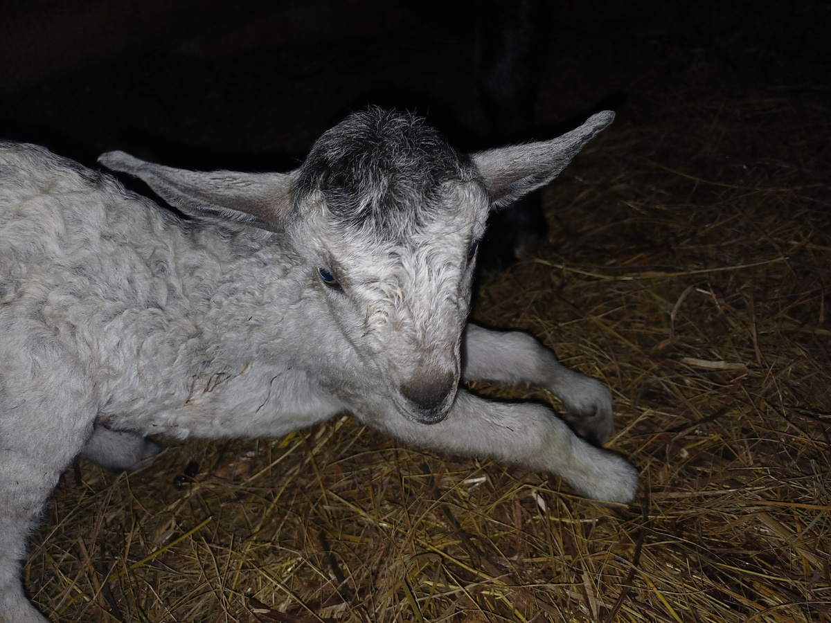 Козленок, возраст 1 день, не может встать, суставы подворачиваются