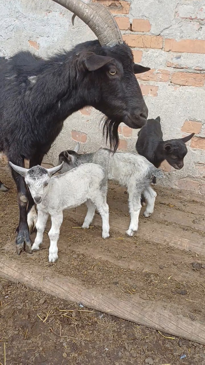 Эта девочка стоит уверено и уже бегает