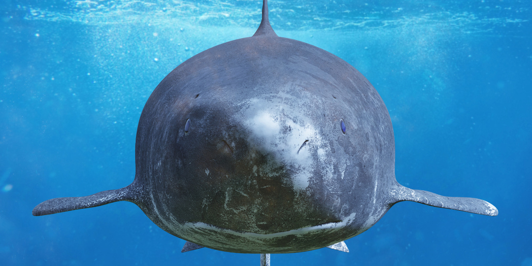 Самый старый хищник планеты: медленная жизнь гренландской акулы