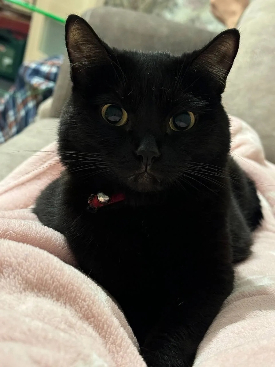 Всем огромный привет от грациозной чёрной пантеры Наоми!