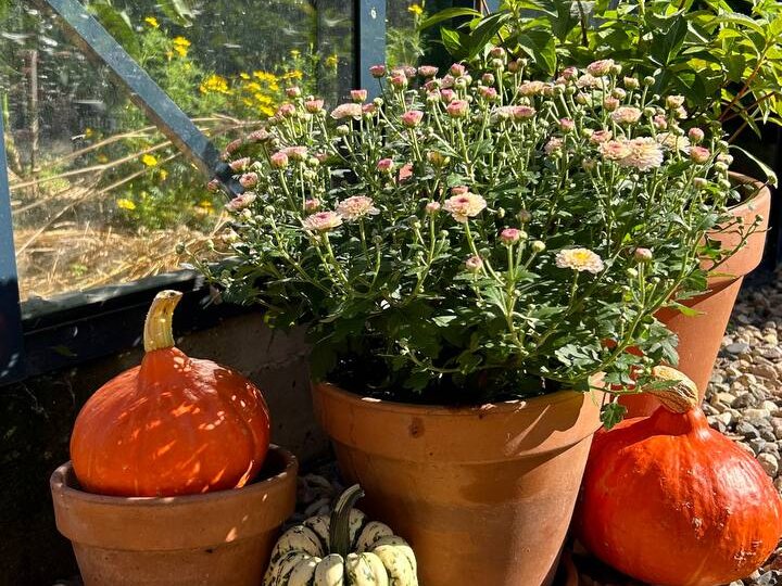 3 совета от бабушки, которые гарантированно убьют ваш урожай