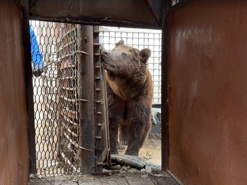 Скриншот с видео: Челябинский зоопарк / vk.com