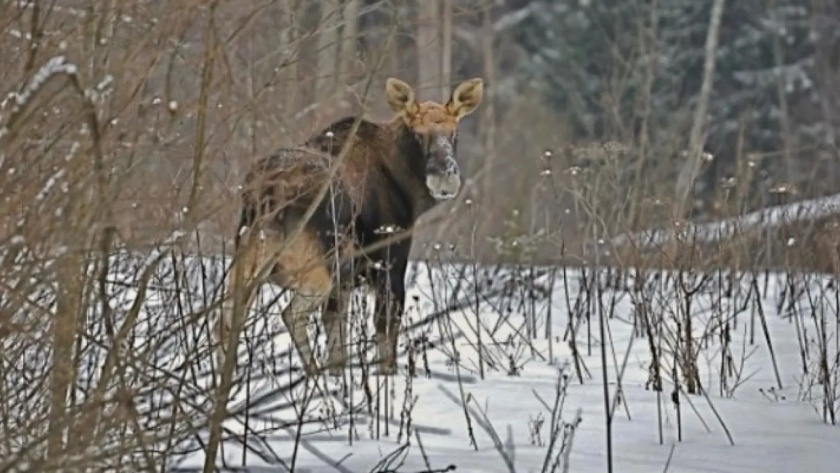    правительство ЯО