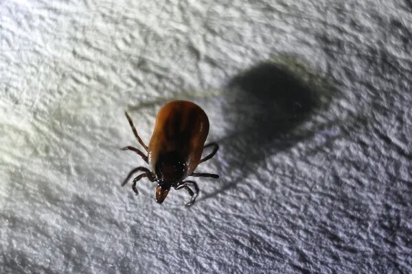 Активность клещей достигает опасных показателей в Хакасии: жителям республики рекомендуют не посещать леса