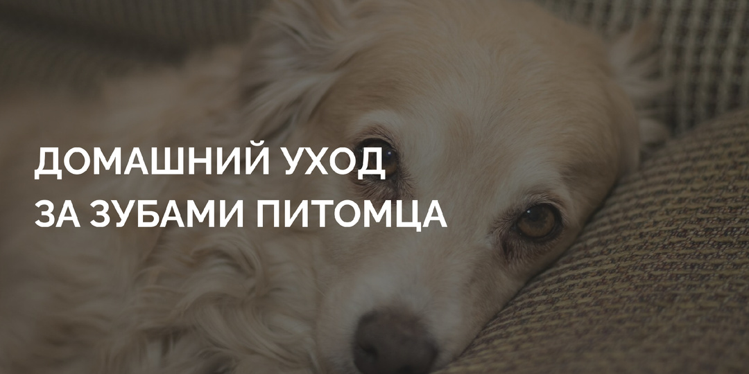 «Он же хищник, зачем ему щетка?!» Вся правда о чистке зубов собакам и кошкам дома (и работают ли гели)