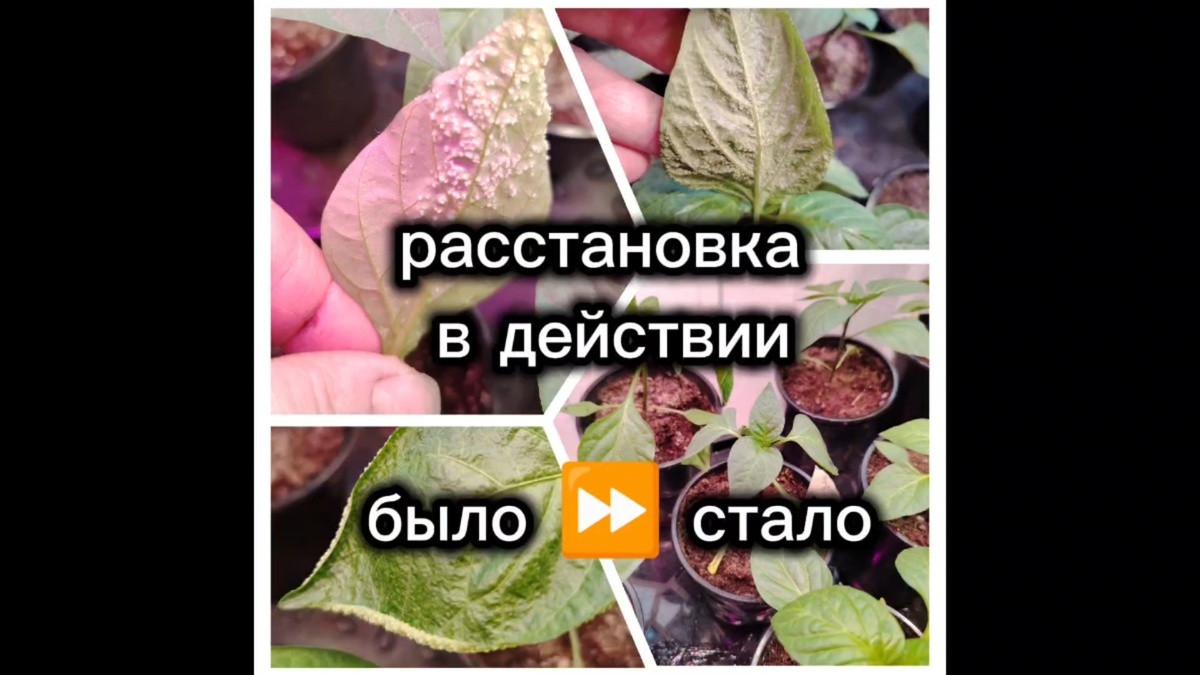 Расстановка - простой прием, который заменяет обработки. Проверено на 10 сортах перца.