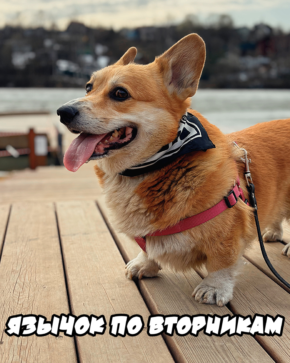 Язычок по вторникам от корги Бильбо