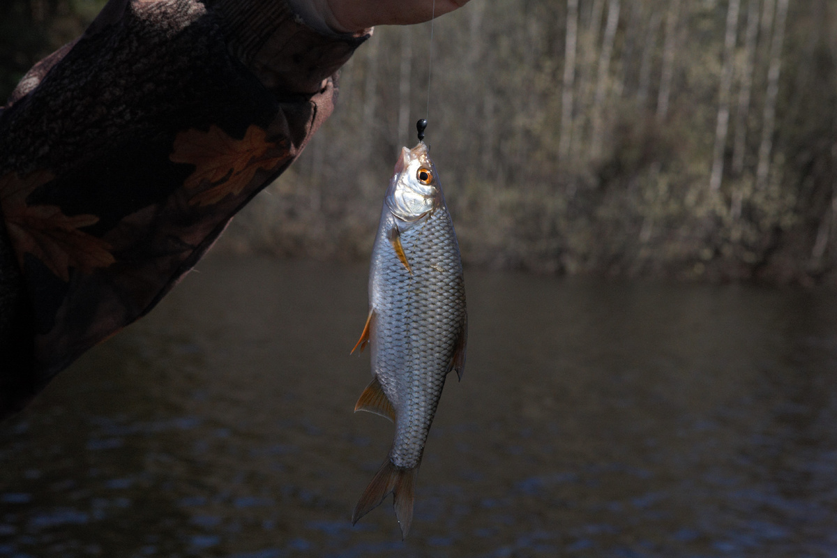 Весной плотва активно реагирует на движущиеся приманки и атакует их.