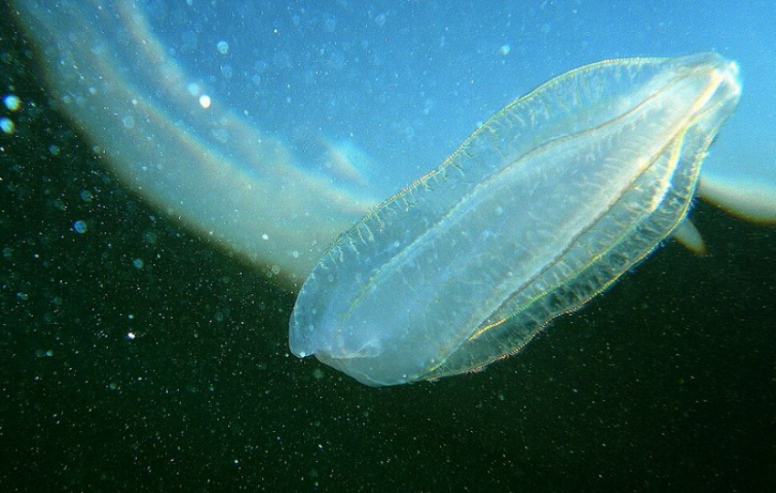 «Медузный апокалипсис»: нашествие гребневиков в Азовском море грозит исчезновением хамсы