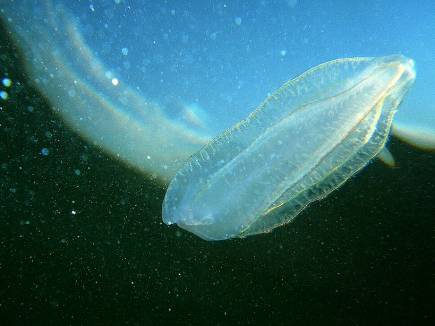 Фото: wikipedia.org