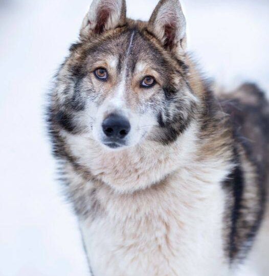 Пес Доцент стал амбассадором «Моспитомца»: итоги голосования