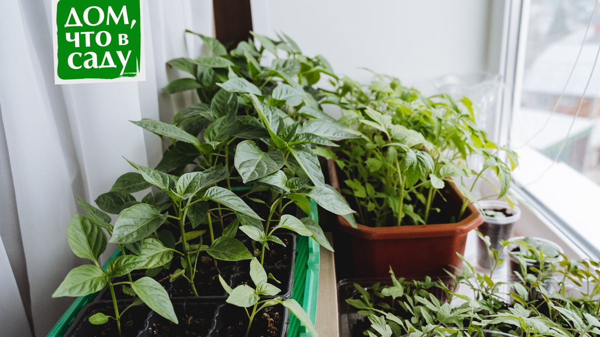 Дом, что в саду