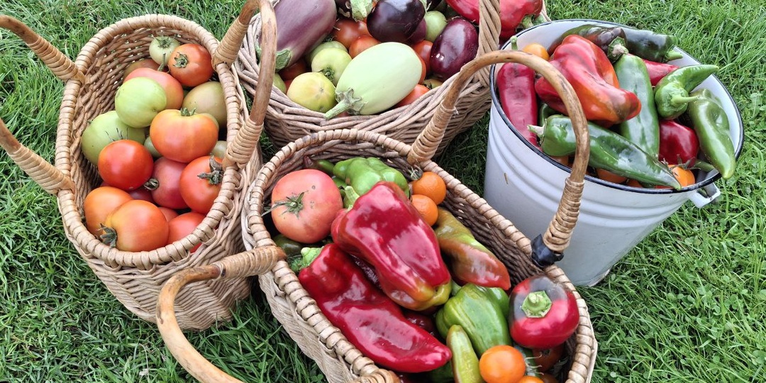 Садовод-любитель против гуру ПЗ: мой ответ по методам полемики, вранью и пчёлам