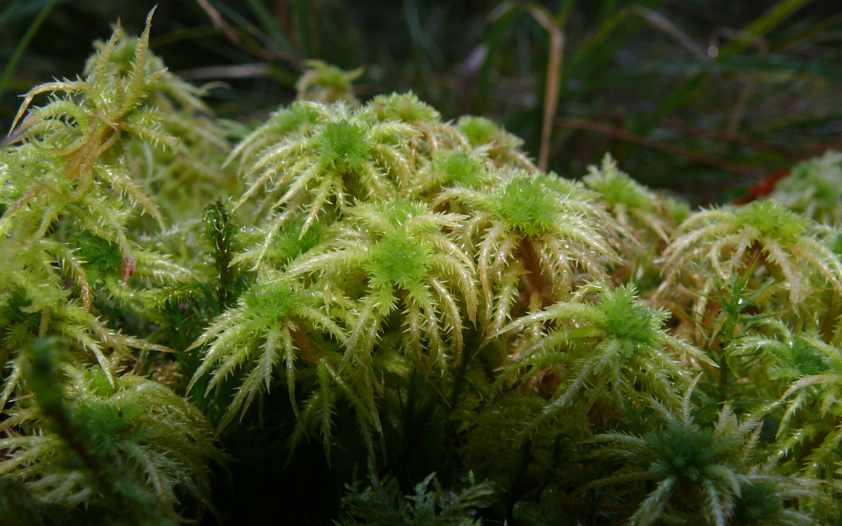 Сфагнум болотный