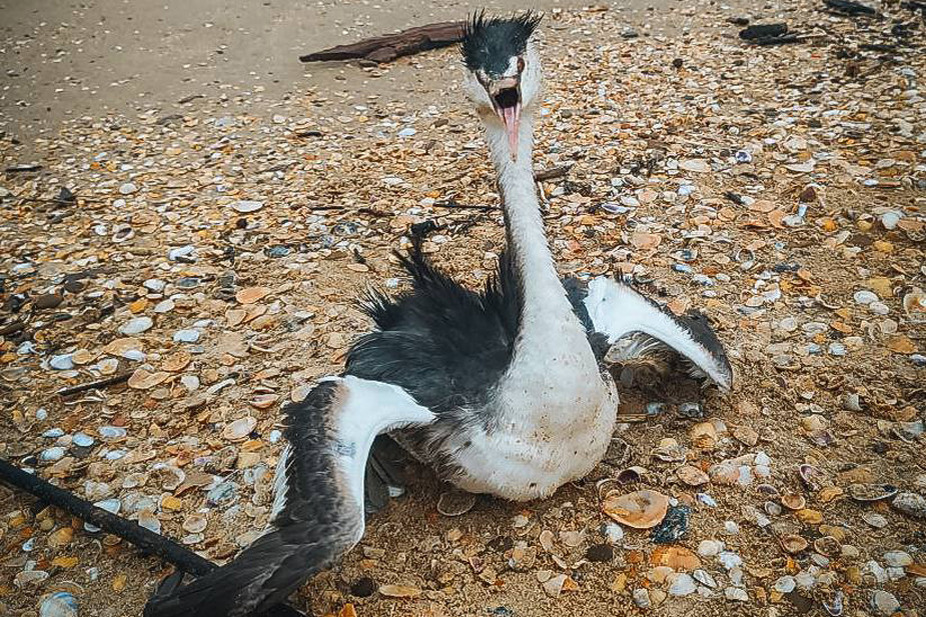 Последствия загрязнений в Краснодарском крае. Фото: Добровольцы ССЛ. Источник: t.me
