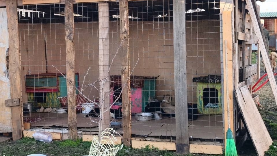 Неспроста, получается, вольер все не строился...