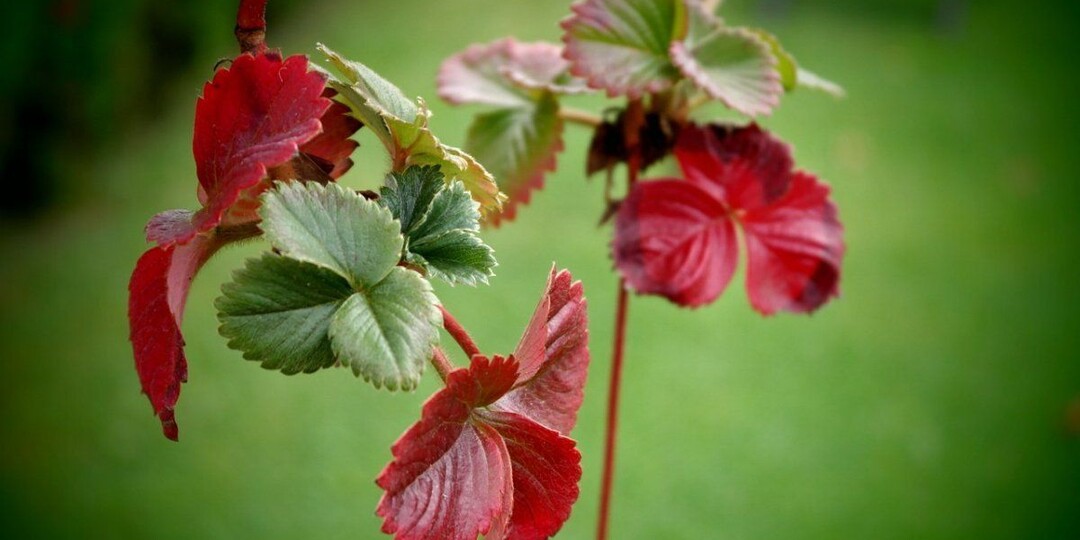 Почему у клубники краснеют листья весной и что с этим делать