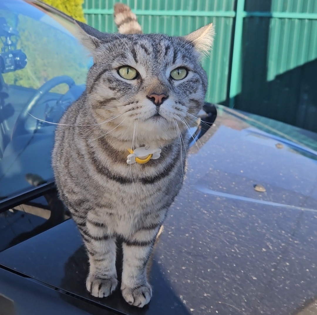 Соседский кот.