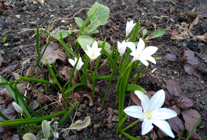 Маркировка луковичных: как найти цветы летом, когда нет листьев