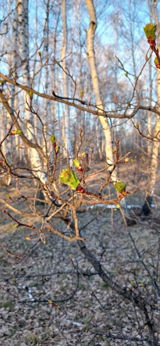 "Доброе утро, мир! Ты прекрасен!" Фото автора