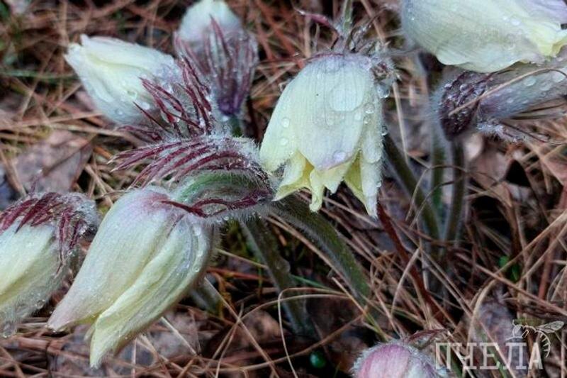    Мария Давыдова, Pchela.news. Прострелы