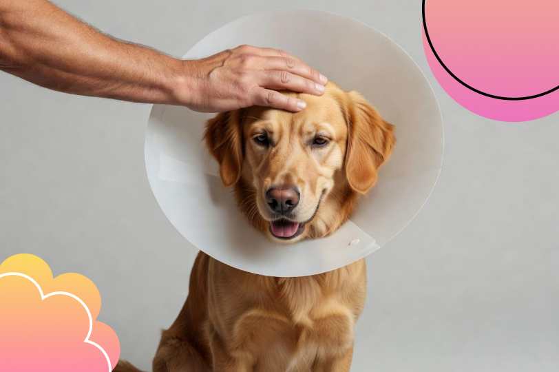 Италия узаконила оплачиваемый отпуск по уходу за питомцем