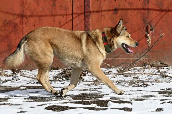 Бродячая собака напала на 7-летнюю девочку в хакасском Черногорске