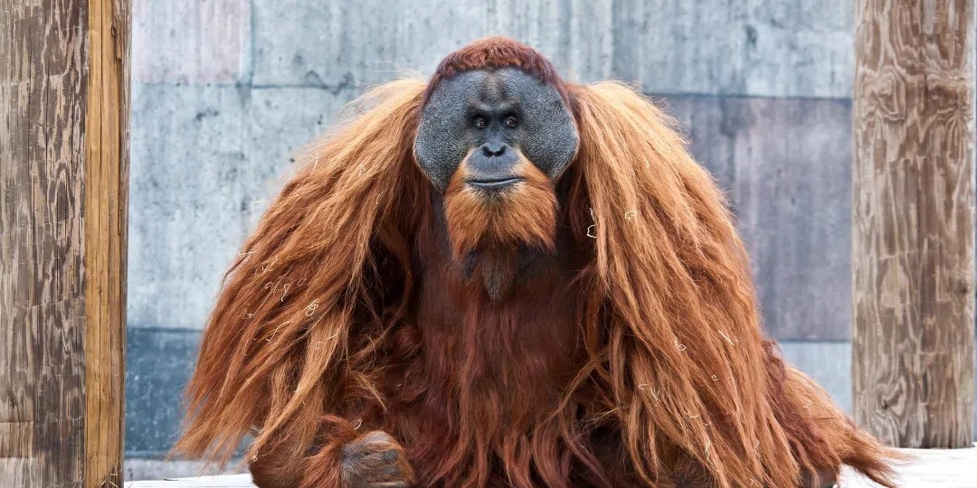 Орангутан который обманул зоопарк и переписал науку о приматах